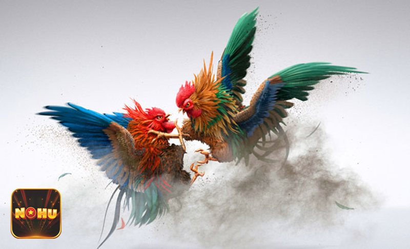 Đá Gà Thomo - Đá gà cựa dao kịch tính Đá Gà Thomo - Đá gà cựa dao kịch tính